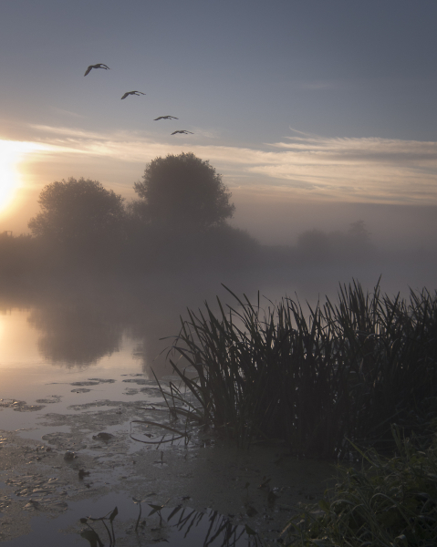 Swans at Sunrise