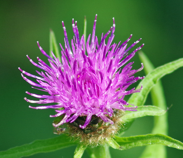 The thistle, which reminds me, there's a little pub down the road called  ...