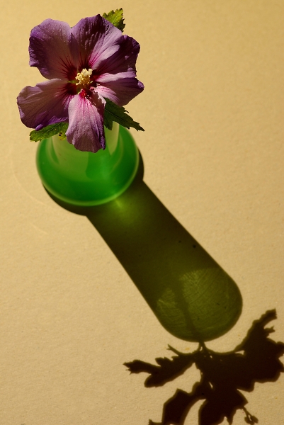 Tree Blossom and vase, in Afternoon Sunlight.