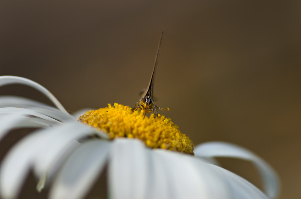 White Letter Hairstreak - Head-on