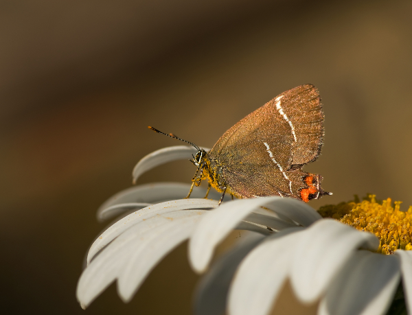 White Letter Hairstreak