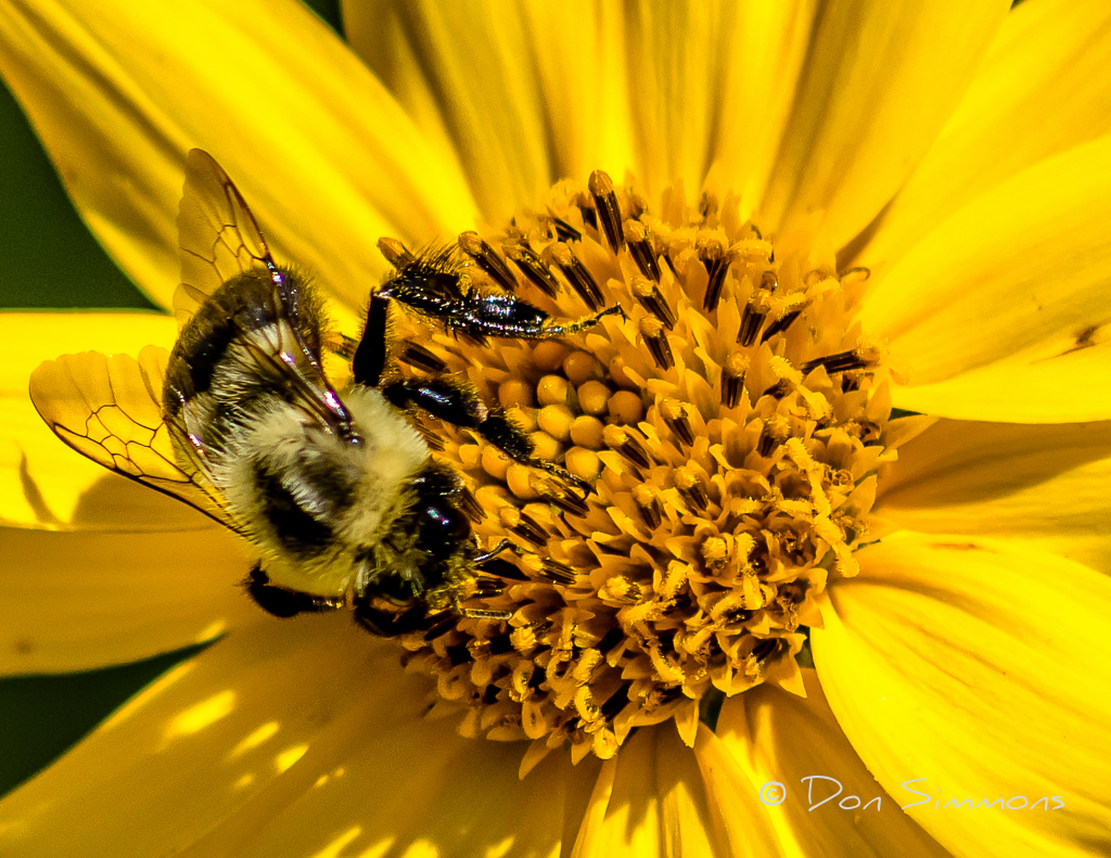 Busy Bee