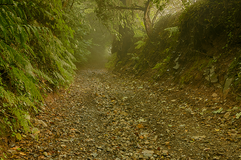 Bowden Lane mists