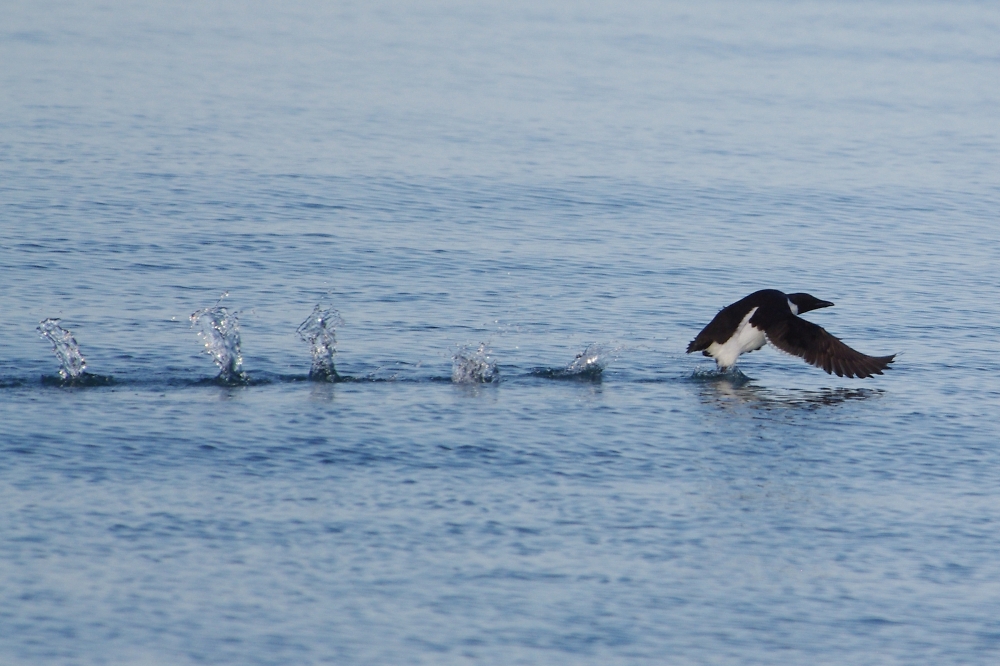 Guillemot
