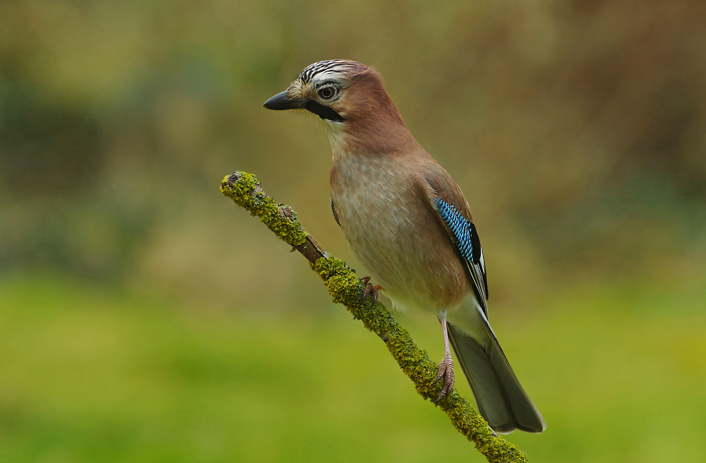 Jay