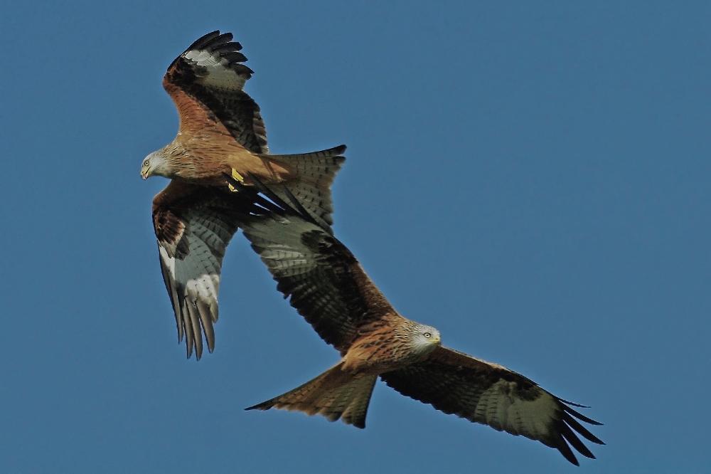 Kites engaging in flight Play (1st year juvenile and adult)