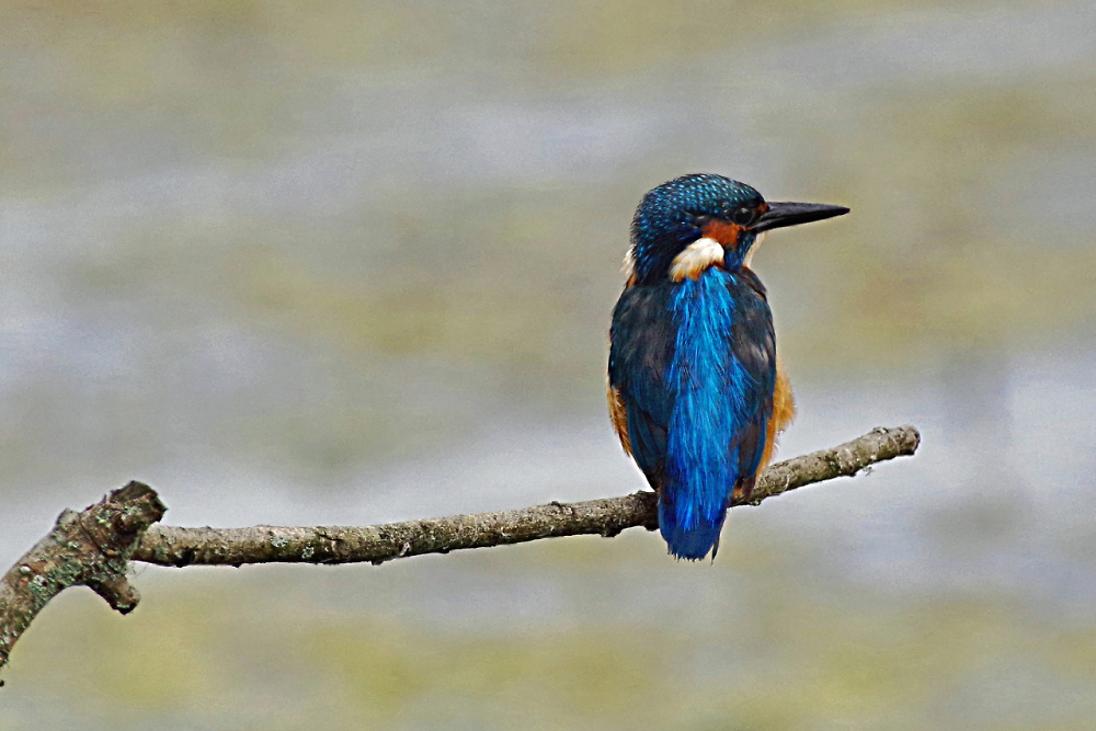 Kingfisher( Juv)
