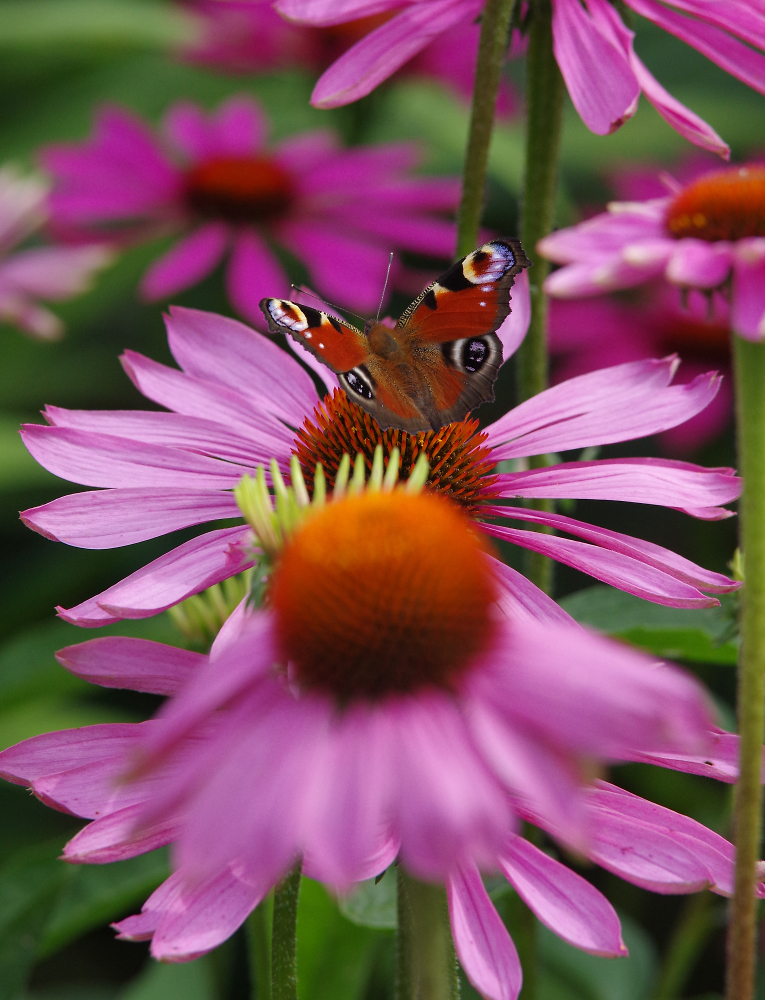 Peacock butterfly on an echinacea bloom