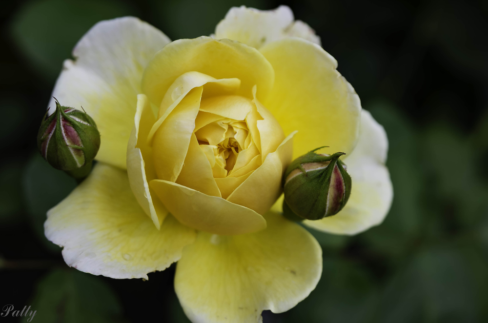 Yellow roses,