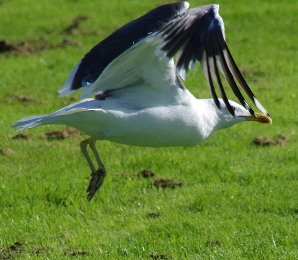 A gull.