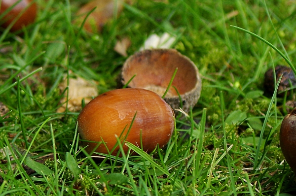 acorn