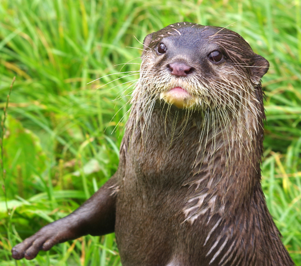 Asian short clawed otter