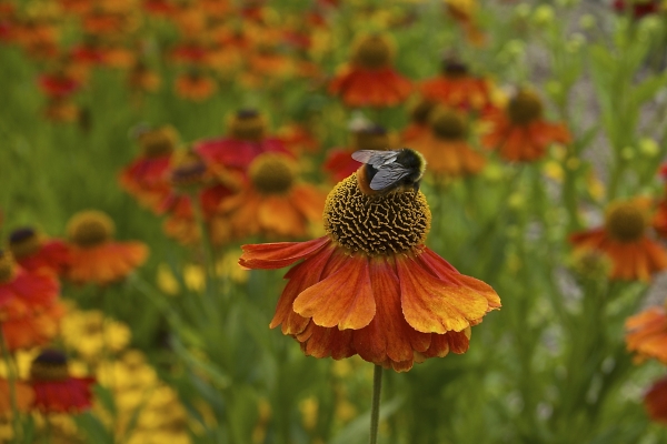 Bee on Helenium flower