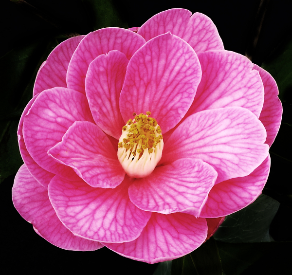 Camellia