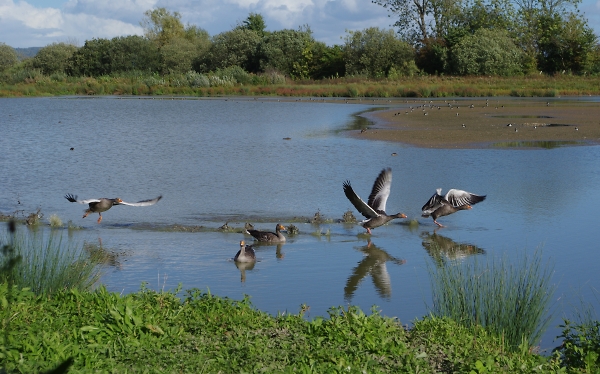 Flight of the Wild Geese