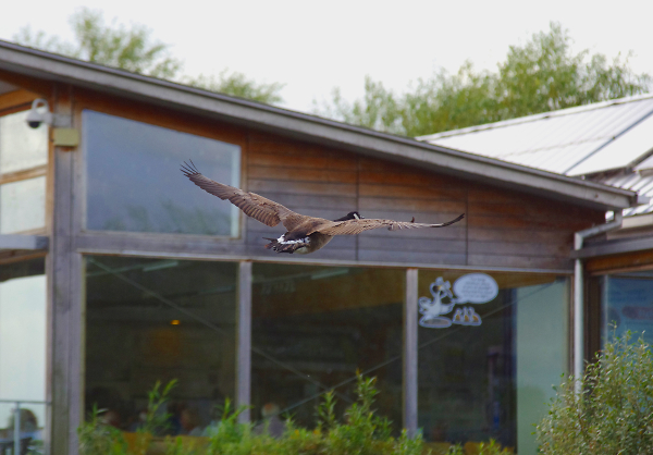 Flying ~ Attenborough nature reserve