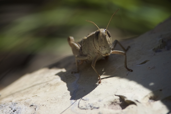 Grasshopper