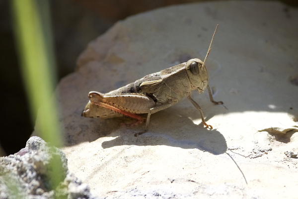 Grasshopper