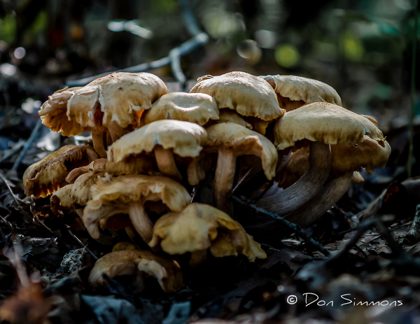 If Rain, Then Mushrooms
