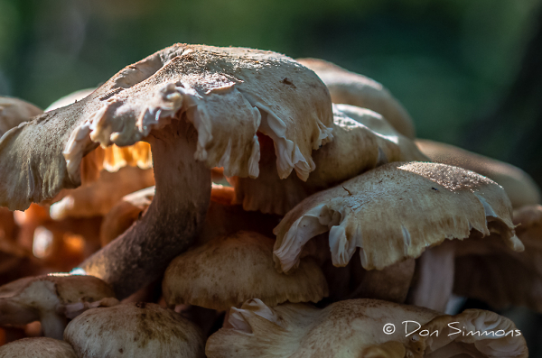 If Rain, Then Mushrooms