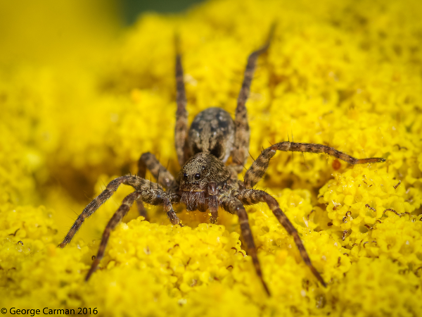 Incy Wincy !