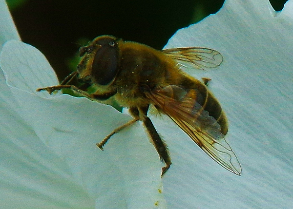Insect on flower