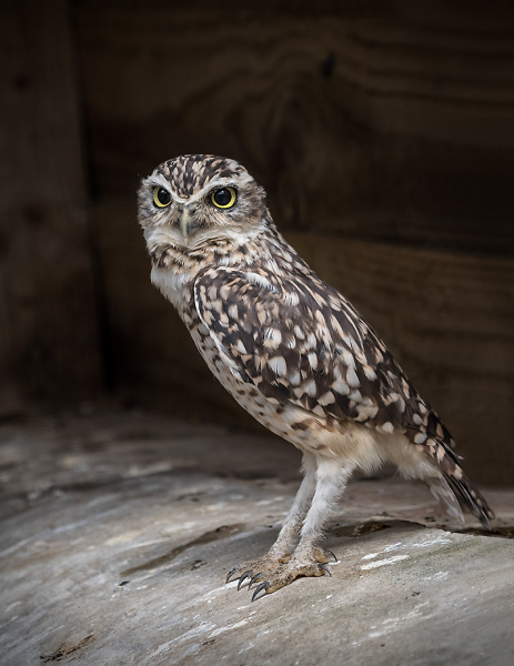 Owl in Toolshed