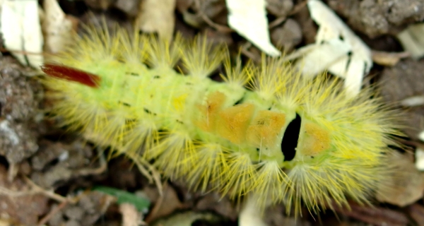 Pale Tussock moth  caterpillar