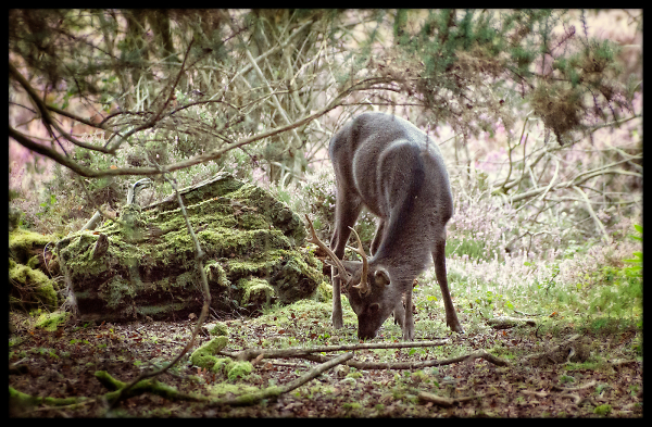 Sika Deer