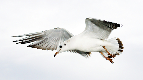Southbank gull 2