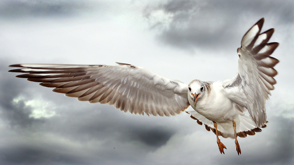 Southbank Seagull