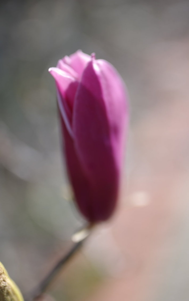 spring has sprung variation i
