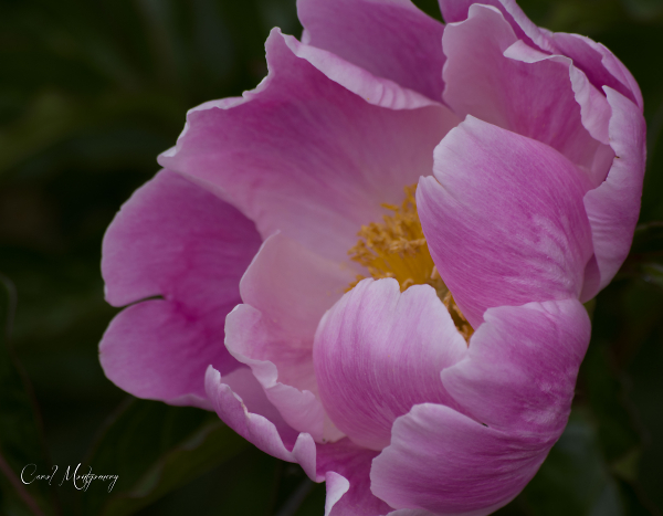 spring pink