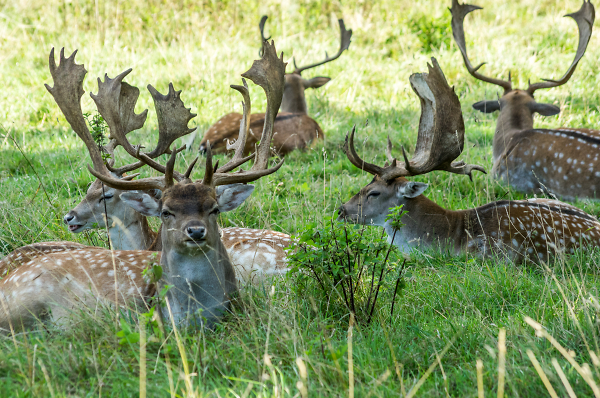 Stag Party