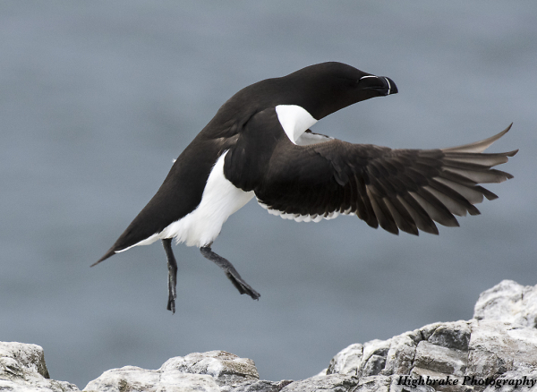 Strictly Razorbill