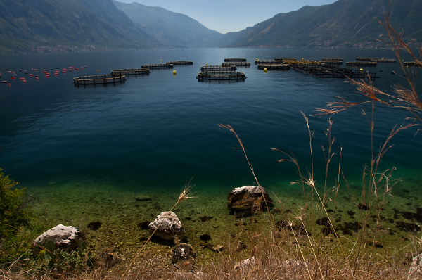 The Fish Farm