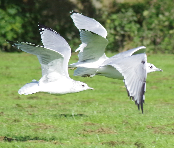 Three gulls, if you look closely.