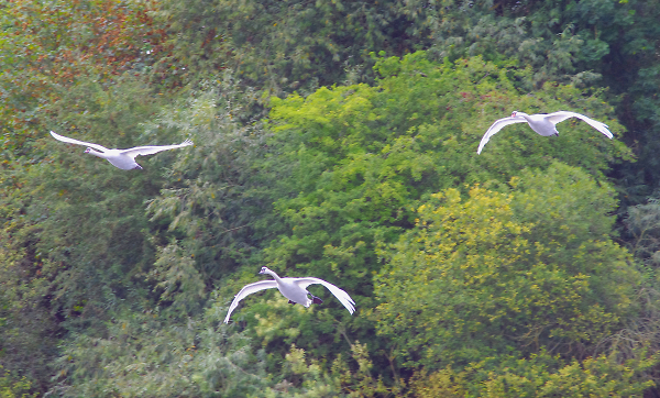Trio of Swans