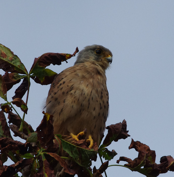 Young Male Kestral