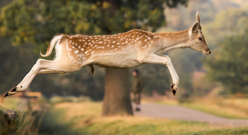 Jumping Fallow Deer