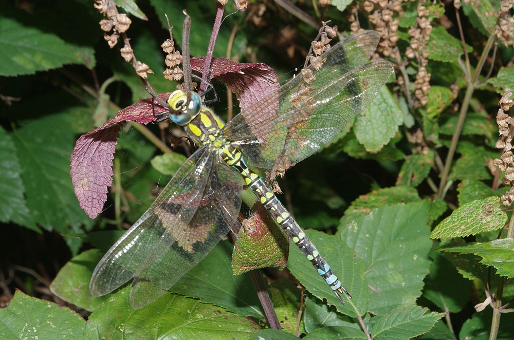 Pathside dragonfly