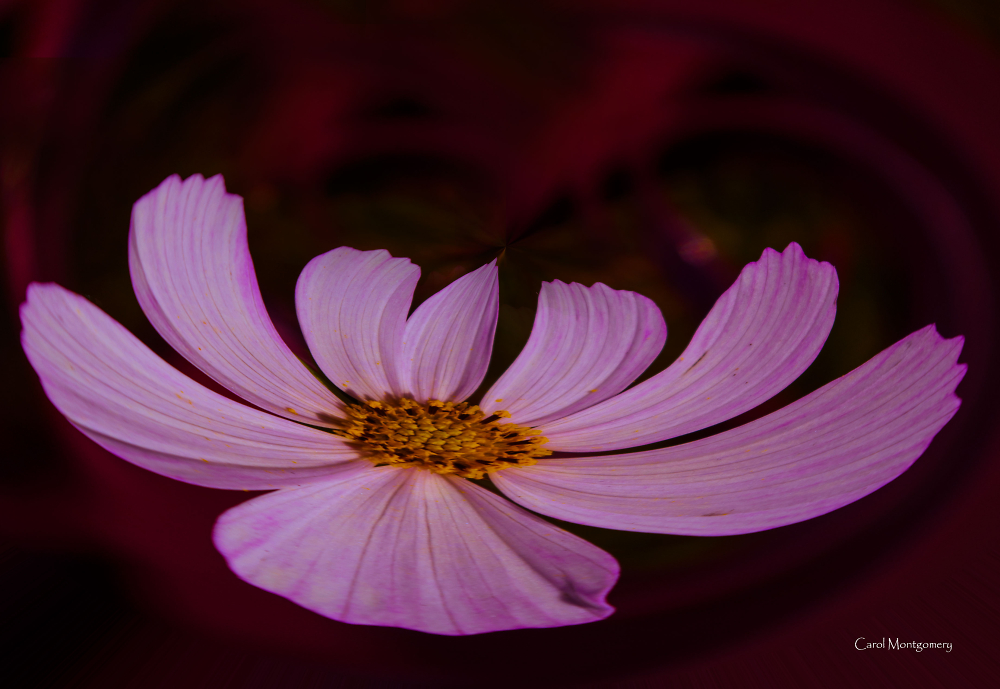 Pink ish
