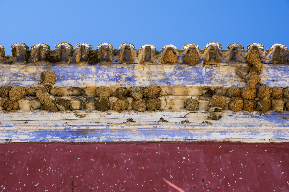 Swallows' Nests.