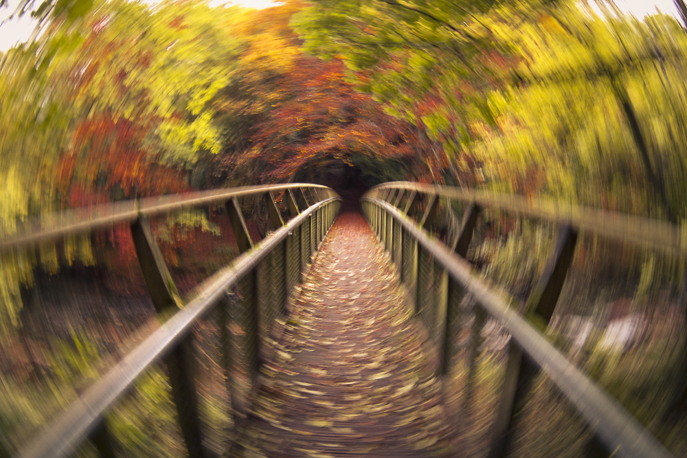 The Autumn Bridge