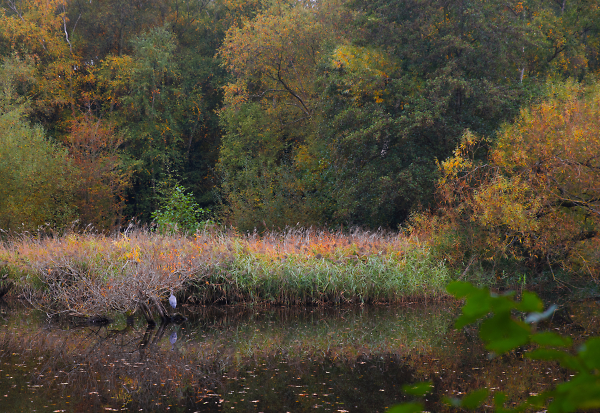 Autumn Heron