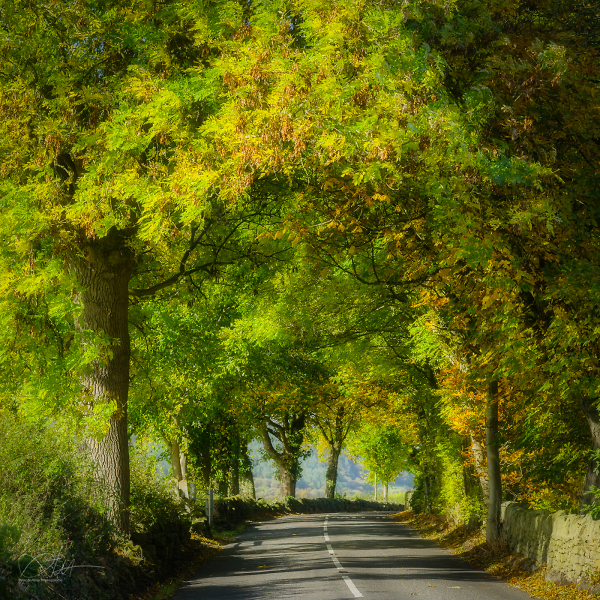 Autumn Road