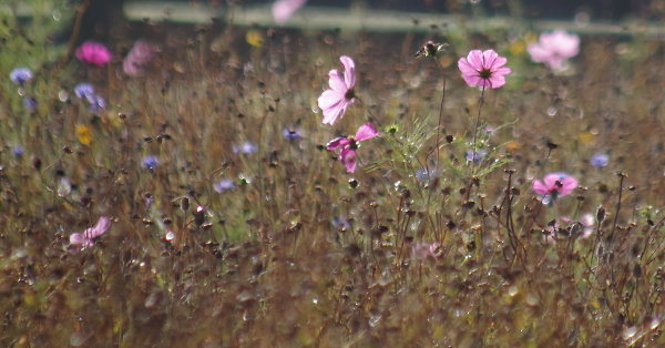 Autumn wild-flower meadow