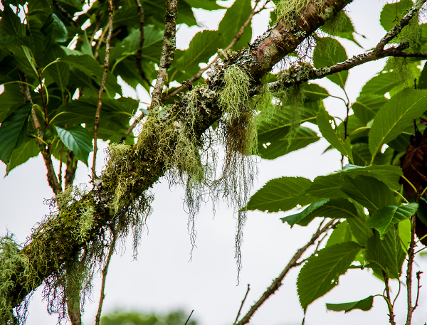 Bearded branch