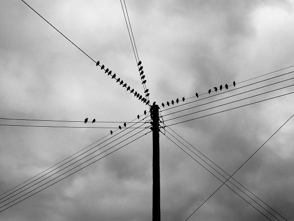 Birds on Wires