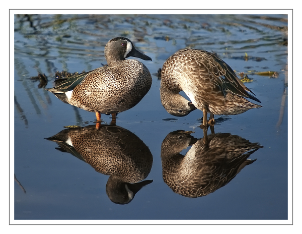Blue wing Teal (Mirror like)